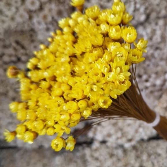 Flor Sempre-Viva Seca e Desisdratadas Cor Amarelo I 200 a 800 Flores Secas p/ Decoração e Arranjos