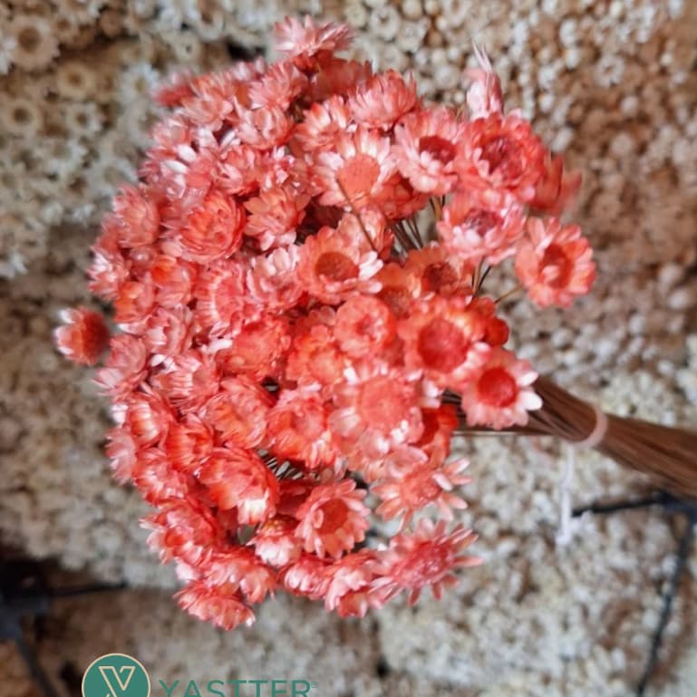 Flor Sempre Viva Premium Seca e Desidratadas Cor Salmão | 200 a 1.000 Flores Decoração e Buquê