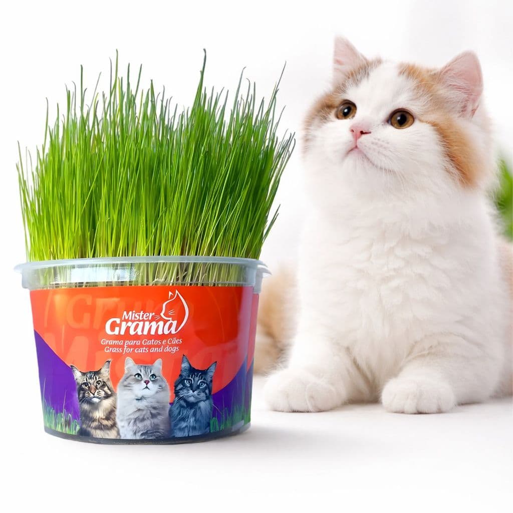 Kit Plante Grama Graminha Para Gatos Digestão Bola De Pelo Mister Grama