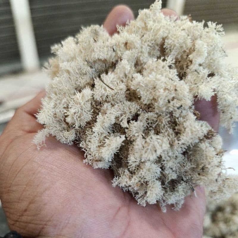 Flor de Musgo seco Natural 20Gr