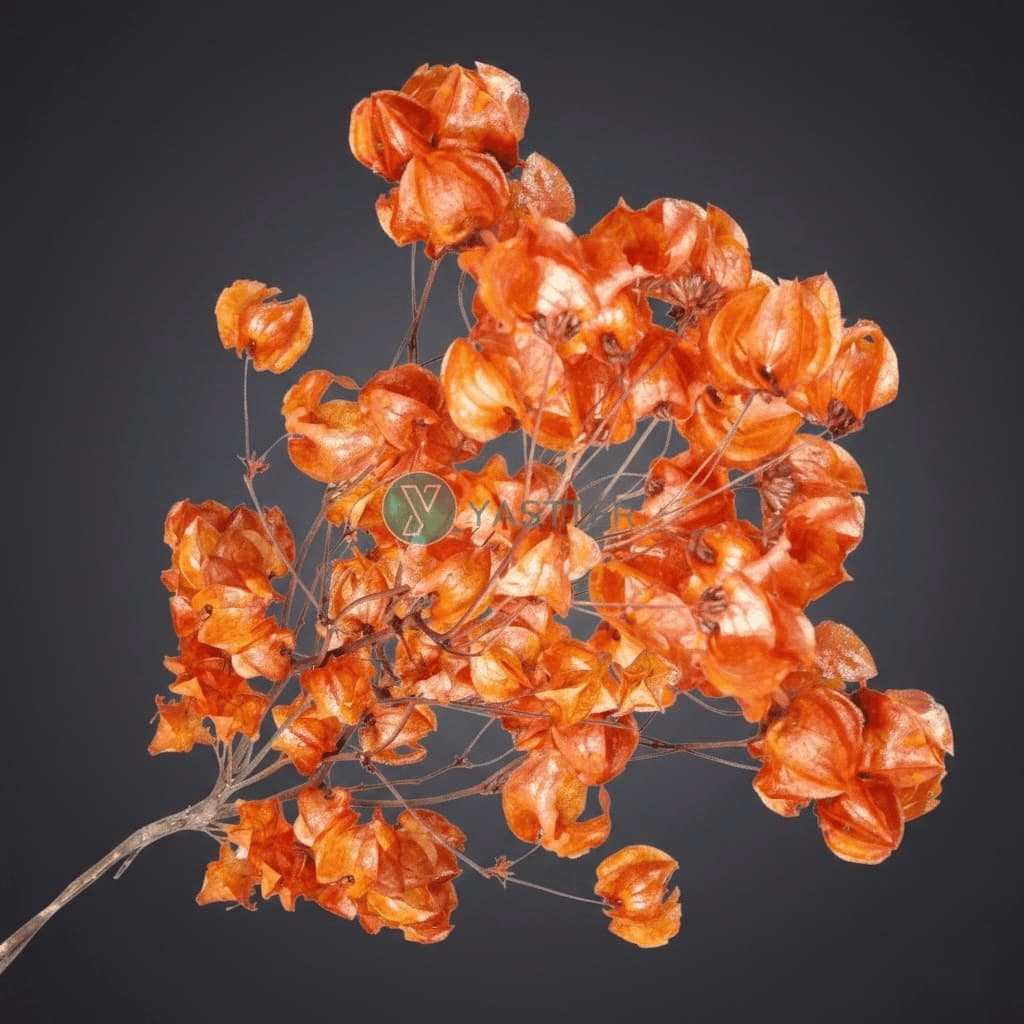 Flor Bougainville 1 Maço Cor Laranja | Desidratado Arranjos e Decoração