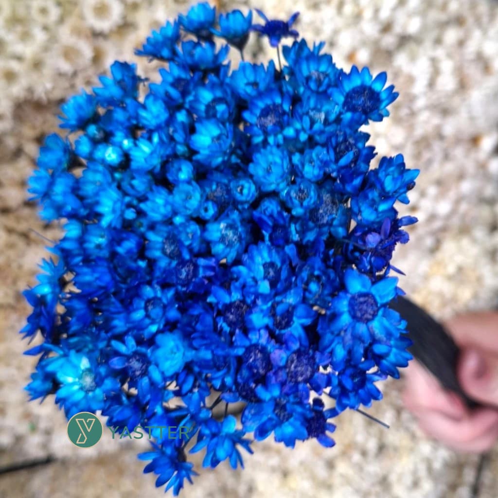 Flor Sempre Viva Premium Seca e Desidratadas Cor Azul Escuro | 200 a 1.000 Flores Decoração e Buquê