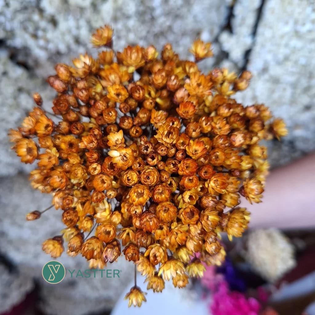 Flor Sempre Viva Premium Seca e Desidratadas Cor Dourada | 200 a 1.000 Flores Decoração e Buquê