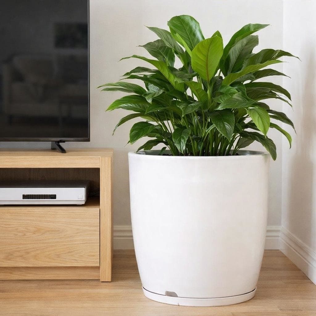 VASO PARA PLANTA / VARANDA POLIDO BOJO LISO 1 32X36cm