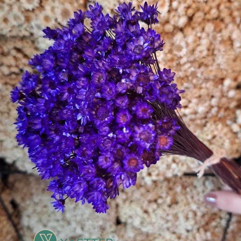 Flor Sempre Viva 200/400/800 Flores Secas e Desidratadas - Cor Roxo | Decoração, Arranjo e Buquê