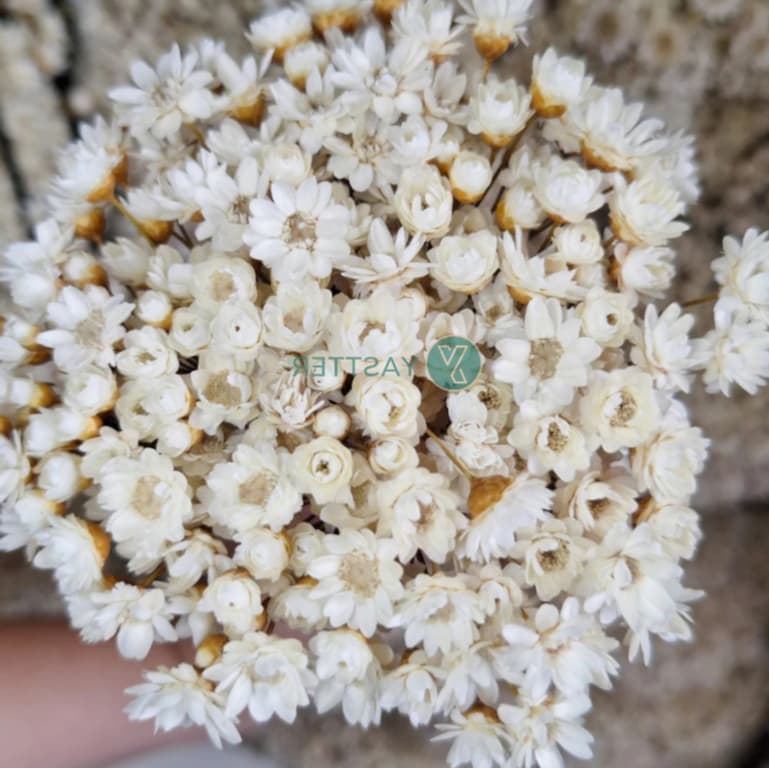 Flor Sempre Viva Seca e Desidratadas | 400 a 1.800 Flores P/Decoração, Arranjos e Buquê