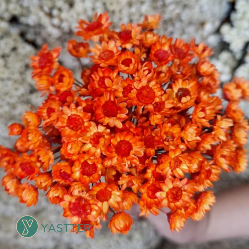 Flor Sempre Viva Premium Seca e Desidratadas Cor Laanja | 200 a 1.000 Flores Decoração e Buquê
