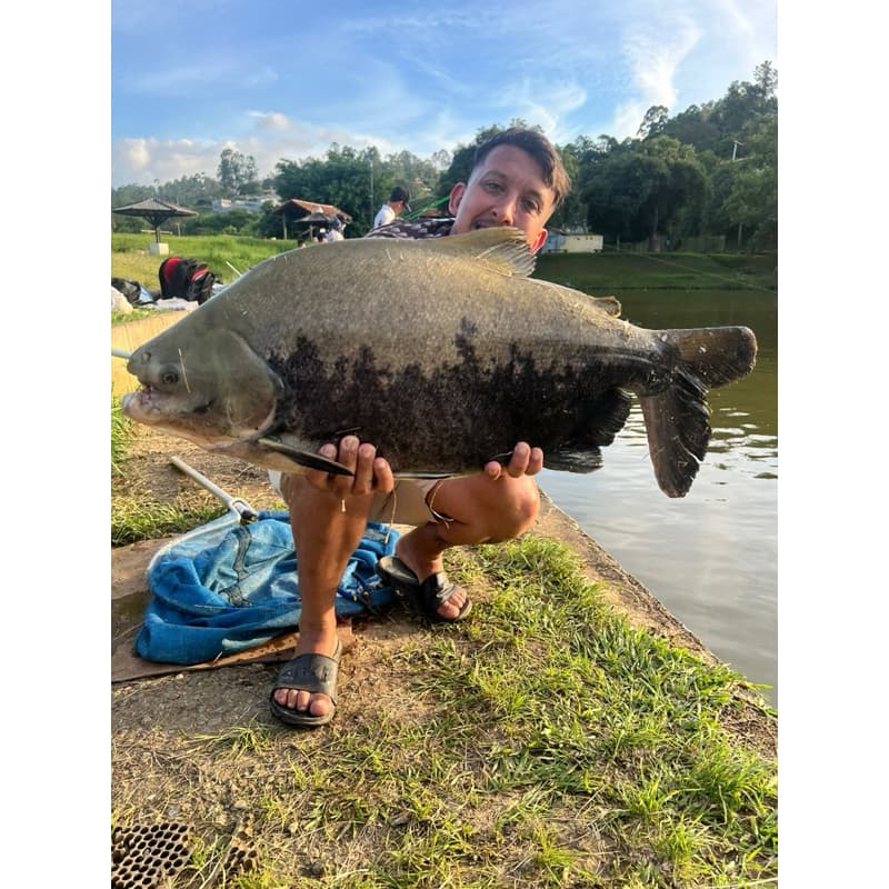 Massa de beijinho para pesca de tambaqui pacu tambacus e outros exemplares.