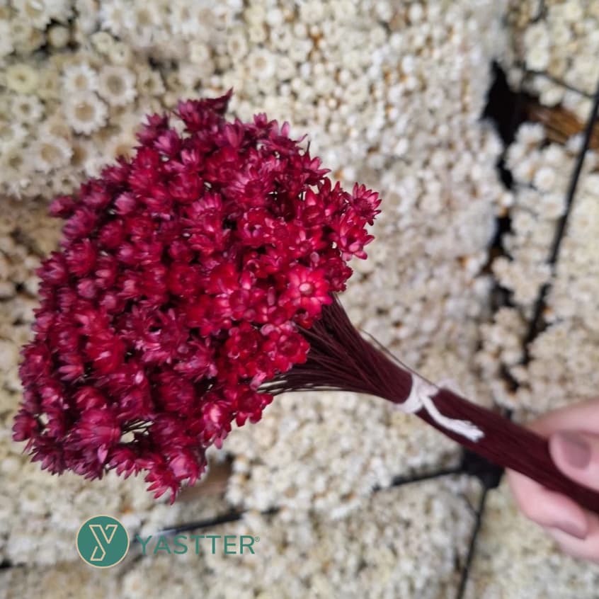 Flor Sempre Viva Premium Seca e Desidratadas Cor Marsala | 200 a 1.000 Flores Decoração e Buquê