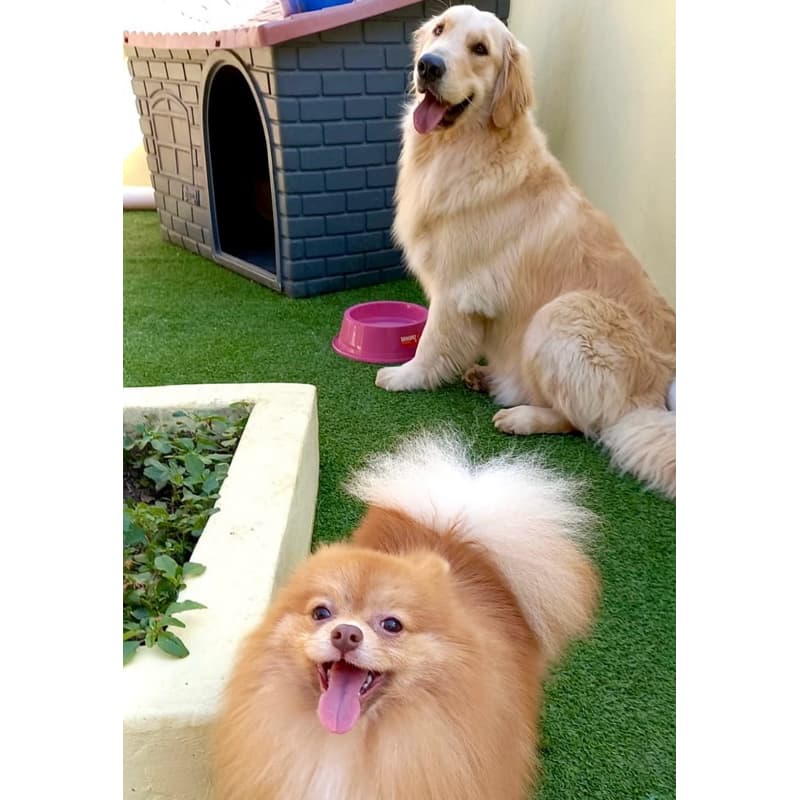 Grama Sintética 12mm para Pet e Jardim – 0,5m² a 2,5m² – Econômica – Ideal para Área Pet e Sanitário Canino