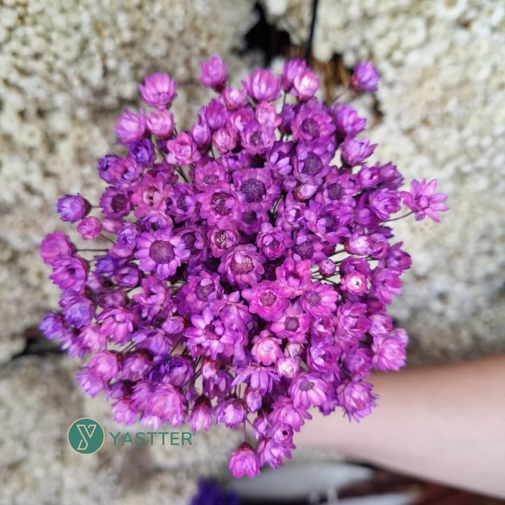 Flor Sempre Viva Premium Seca e Desidratadas Cor Magenta | 200 a 1.000 Flores Decoração e Buquê