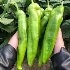 Sementes de Pimenta de Metro Gigante - Horta Caseira