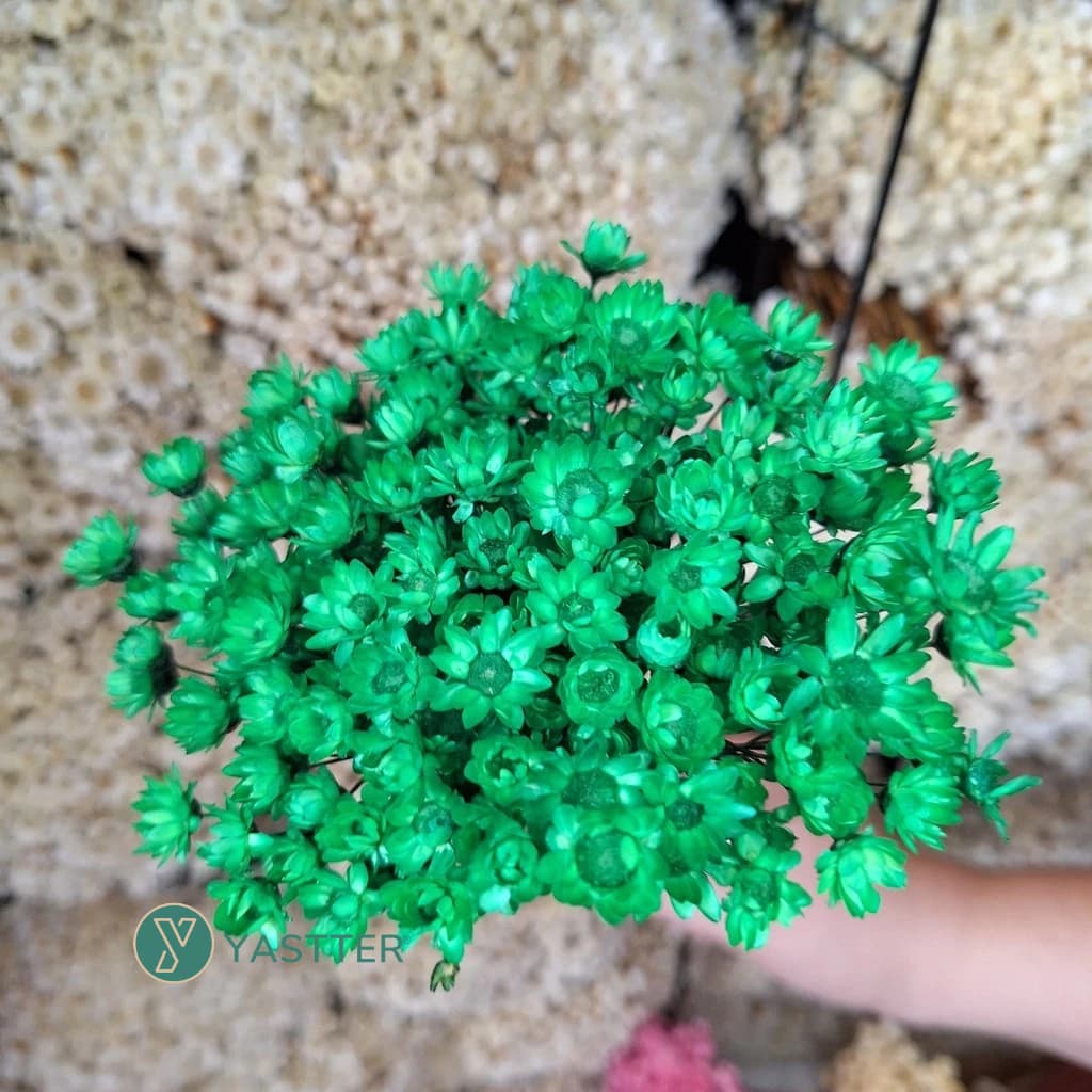 Flor Sempre Viva Seca e Desidratadas Cor Verde Escuro| Flores 200 a 1.000 P/Decoração e Arranjo