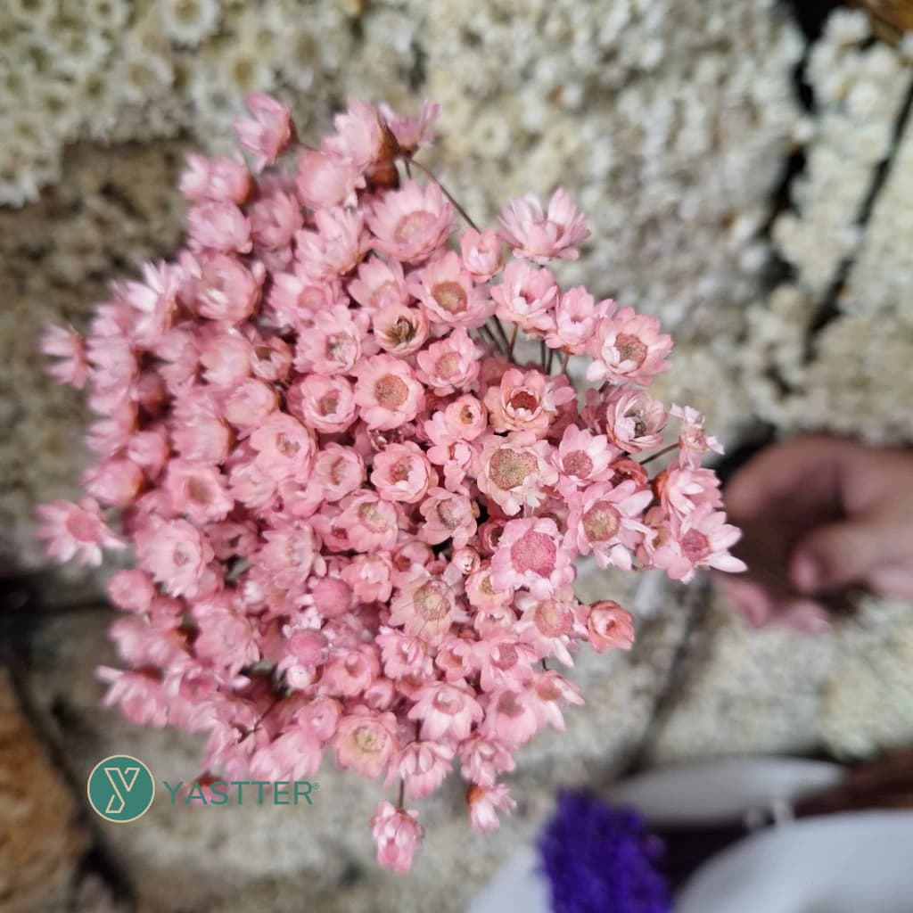 Flor Sempre Viva 200/400/800 Flores Secas e Desidratadas - Cor Rosé | Decoração, Arranjo e Buquê