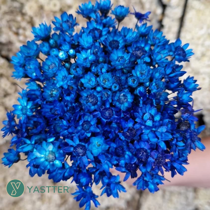 Flor Sempre Viva Premium Seca e Desidratadas Cor Azul Escuro | 200 a 800 Flores Decoração e Buquê