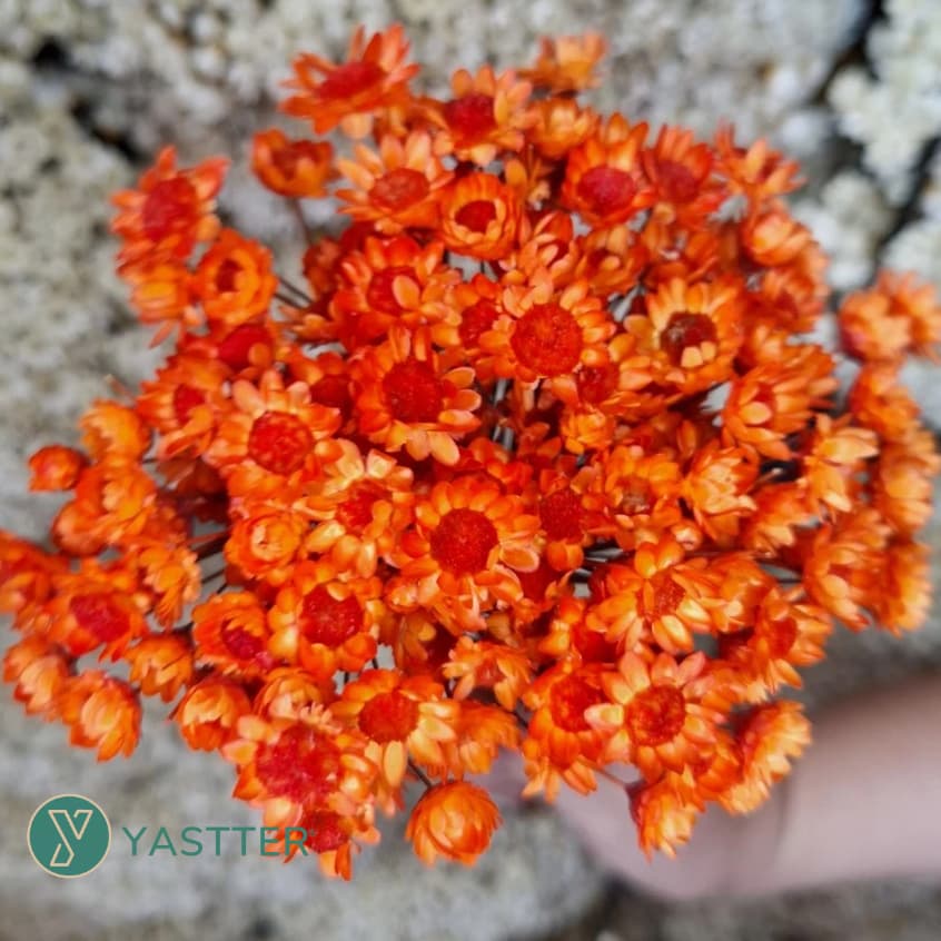 Flor Sempre-Viva Seca e Desisdratadas Cor Laranja I 200 a 800 Flores Secas p/ Decoração e Arranjos