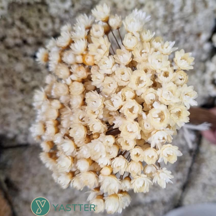 Flor Sempre Viva Premium Secas e Desidratadas Cor Bege | 200 a 800 Flores Decoração, Arranjo e Buquê