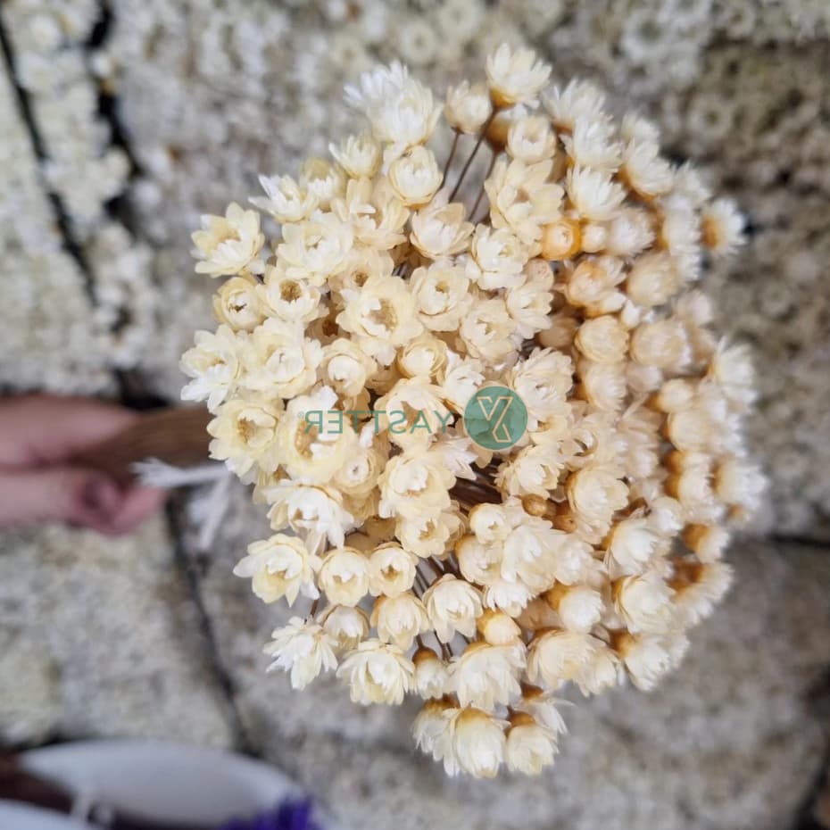 Flor Sempre-Viva Bege 200 a 1.600 – Flores Seca p/ Decoração e Arranjos