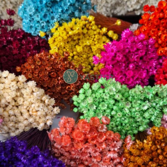 Flor Sempre Viva Premium Seca e Desidratadas | 400 a 1.400 Flores Decoração e Buquê
