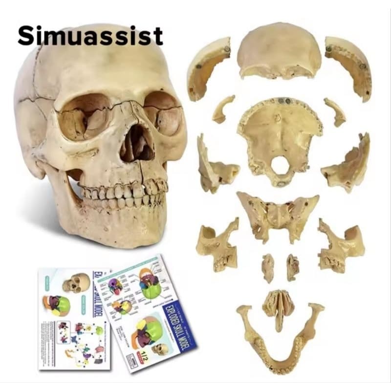 Kit 15 peças de modelo anatômico clássico de crânio 4D ensino médico descartável professores alunos  enfermagem medicina