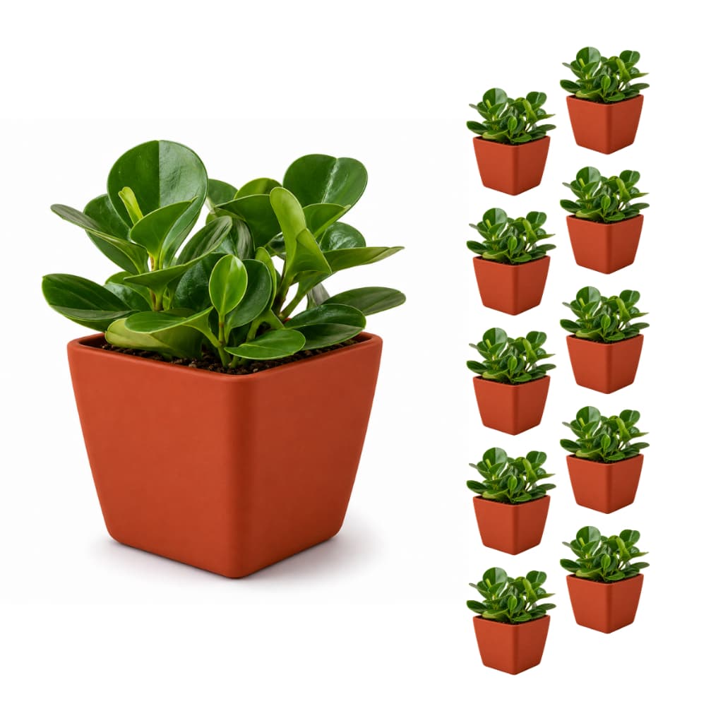 Kit 10 Vasos Quadrado Terracota Marrom Cerâmico 750ml Plástico Plantas Flores Suculentas Decoração