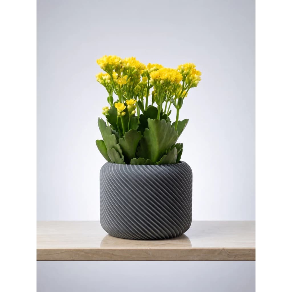 Vaso Decorativo Espiral Moderno Para Plantas Suculentas Cachepot 3D Geométrico