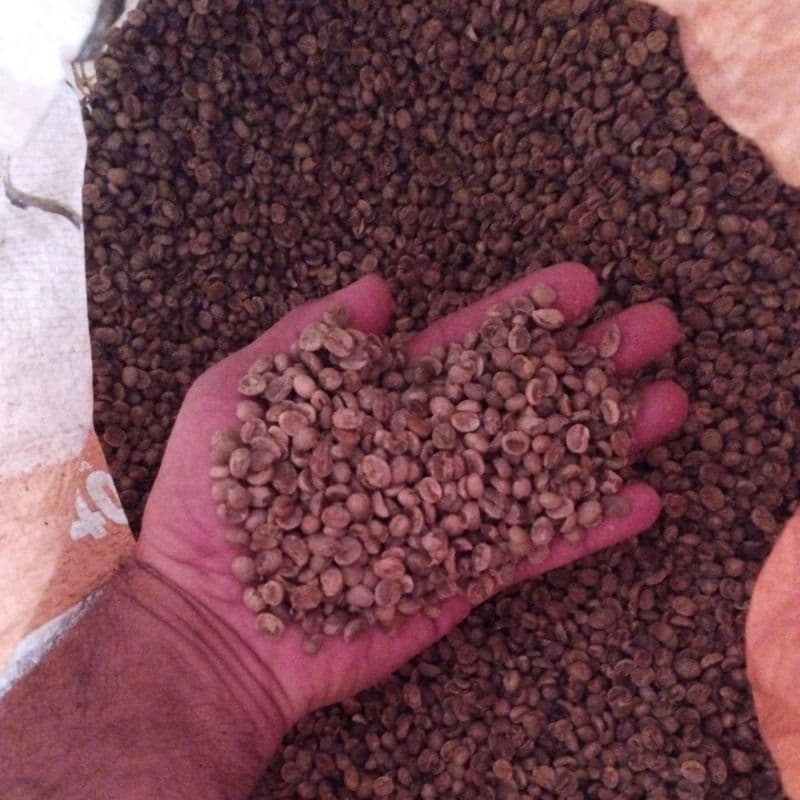 café crú. 2 kg direto do produtor.