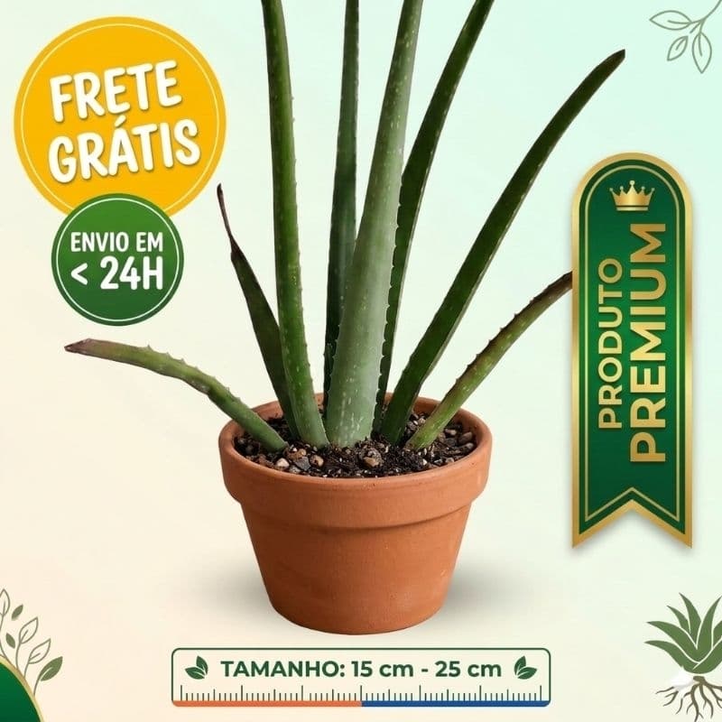 MUDA DE ALOE VERA (BABOSA) NO VASO - QUALIDADE PREMIUM