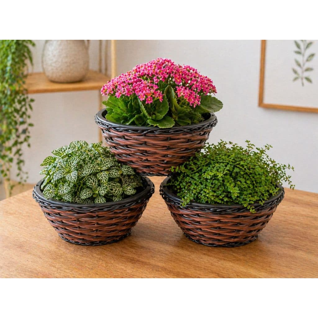 VASO CUIA NOBRE KIT COM 3 UNIDADES PRODUTO MATO VERDE JARDINAGEM n23