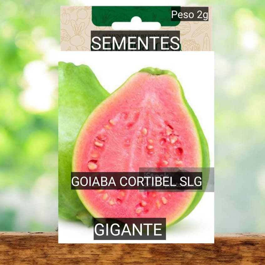 kit Sementes GOIABA GIGANTE  CORTIBEL VERMELHA DOCE  sítio vaso HORTA OFERTA