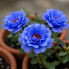 pacote Sementes de Onze-Horas flores azuis