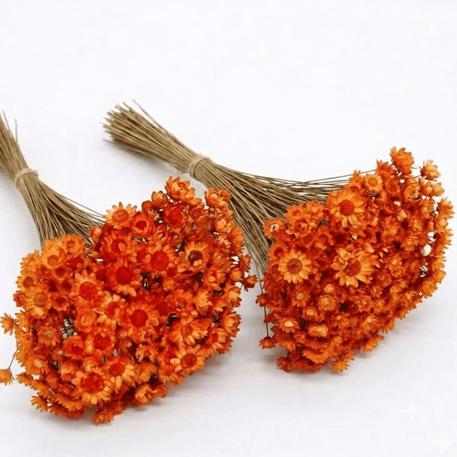 Flor Sempre Viva Seca e Desidratadas Cor Laranja | 200 a 800 Flores Decoração, Arranjo e Buquê