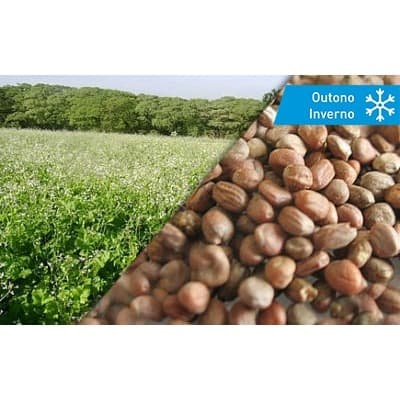 Sementes de Nabo Forrageiro pacote de 1kg.