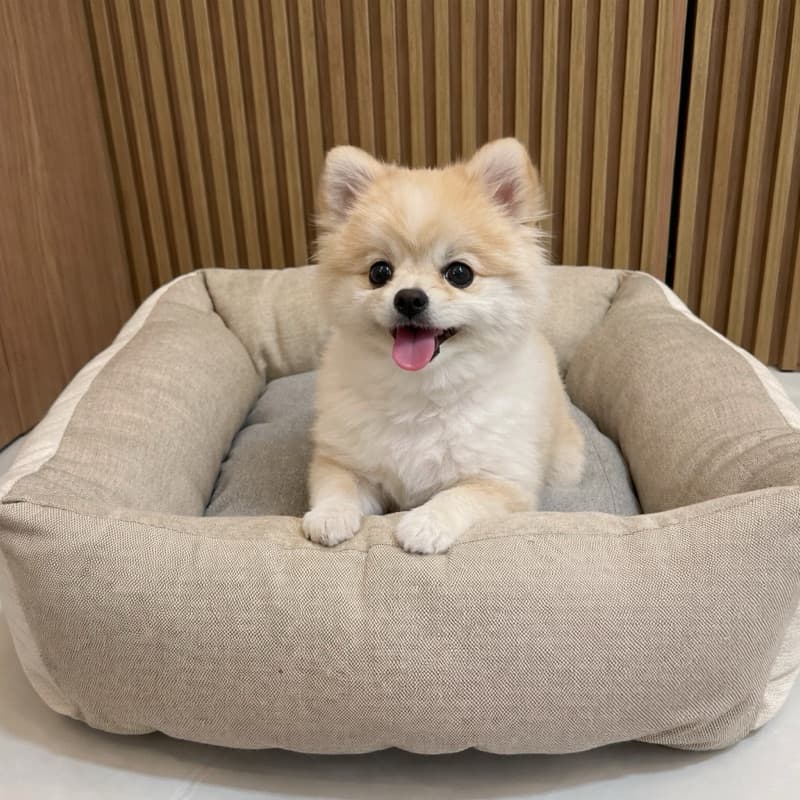Caminha Pet Premium para Cachorro – Super Confortável, Fundo Antiderrapante