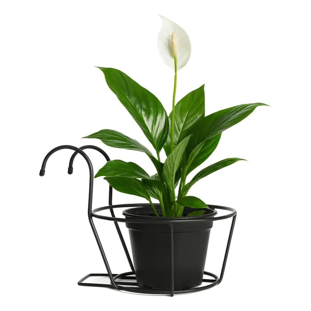 Suporte Vasos Plantas Para Pendurar Jardim Vertical Tropical Preto