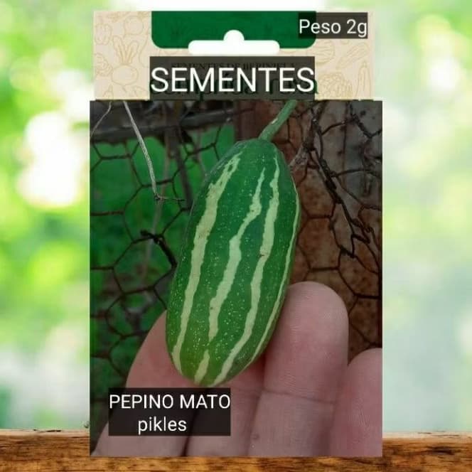 Sementes Nativa Mini Pepino agridoce Pikles PRODUZ MUITO plante vaso jardim #10