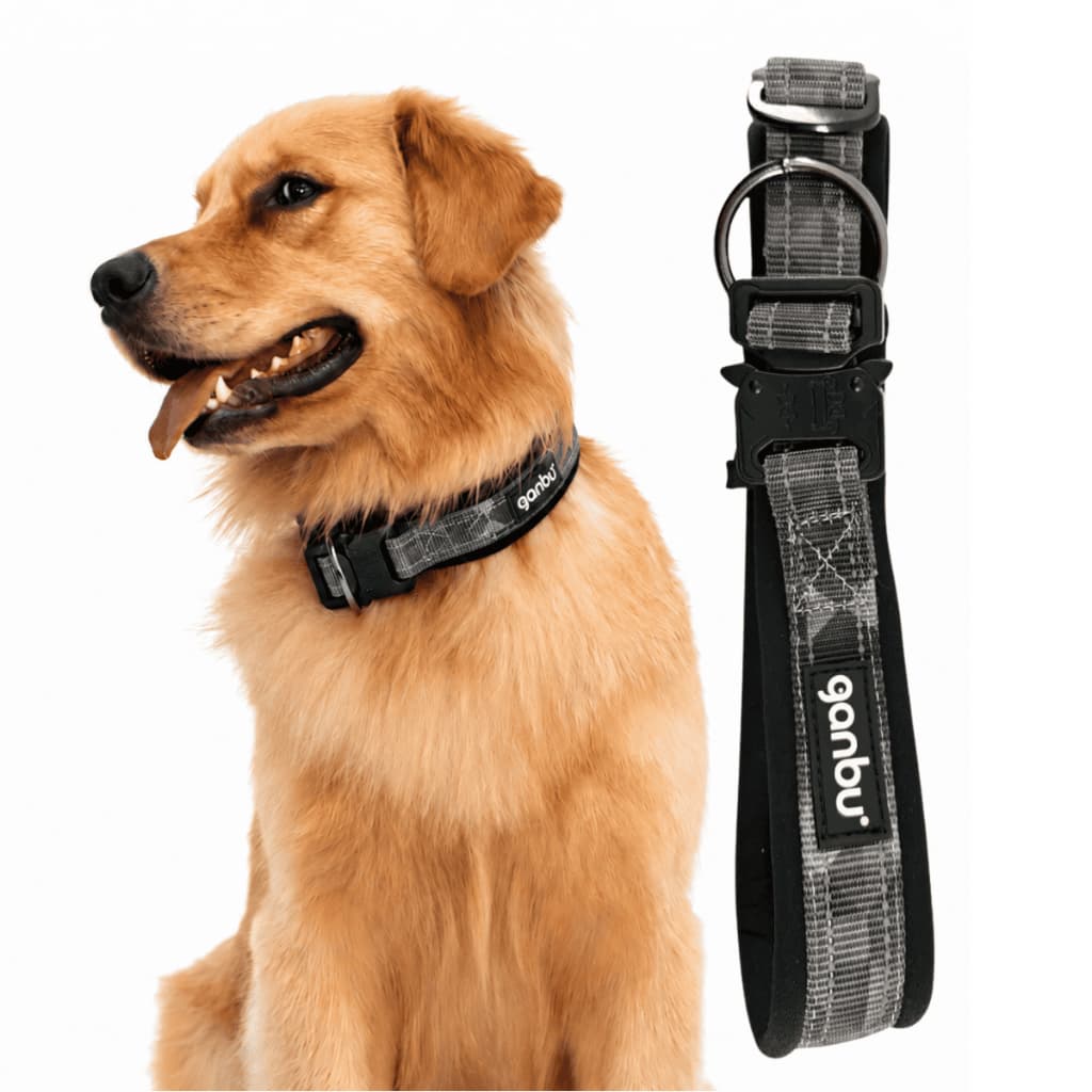 Coleira Tática para Cachorro Grande Ajustável Resistente Tamanho G Golden Labrador