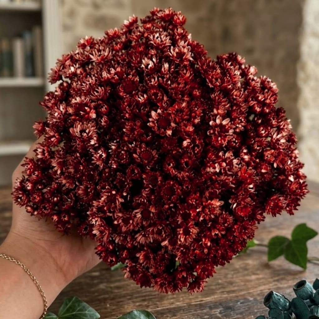 Flor Sempre Viva Marsala Desidratada Decorativa 1 2 3 ou 4 Buquês Aprox 200 Flores Cada Arranjos
