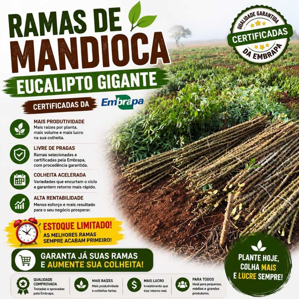 100 ramas Macaxeira Mandioca EUCALIPTO GIGANTE, macaxeira, aipim,  maniva RARIDADE - EMBRAPA