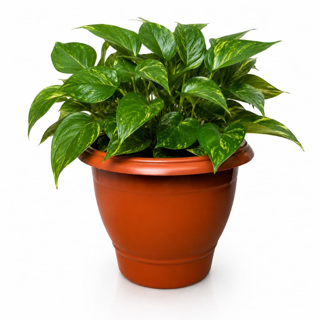 Kit Vaso Redondo Terracota de 5,5L Resistente Para Jardim Planta Grandes Casa Mudas E Decoração