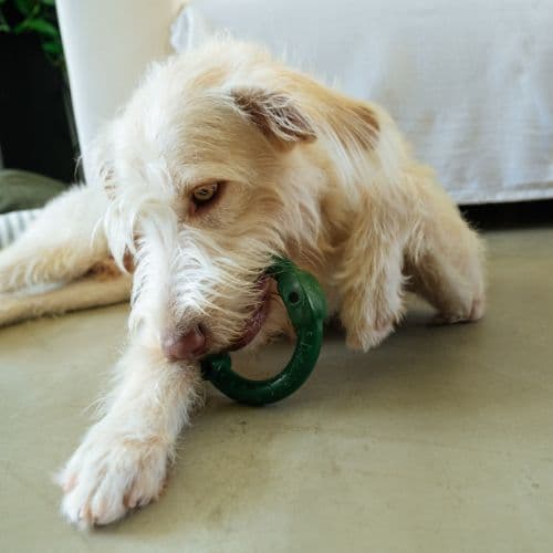 Mordedor de Nylon Guirlanda para cachorro | brinquedo resistente para mastigação, enriquecimento ambiental - Petiko