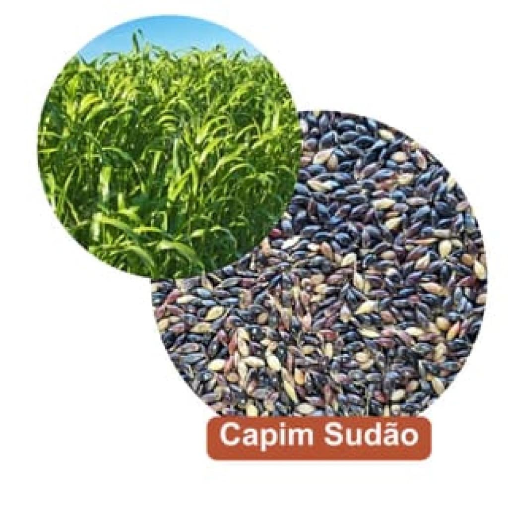 Sementes de Capim Sudão pacote de 1kg.