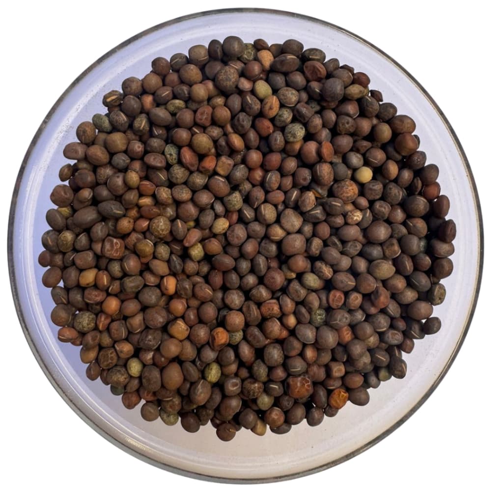 Sementes de Ervilhaça pacote 1kg.