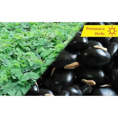 Sementes Mucuna Preta pacote de 1kg.