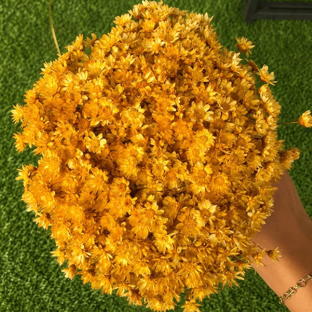 Flor Sempre Viva Dourada Desidratada Buquê Aprox 200 Flores Para Decoração Festa Casamento Mesa Posta