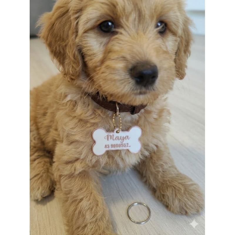 Plaquinha de identificação personalizada para coleira de pet.