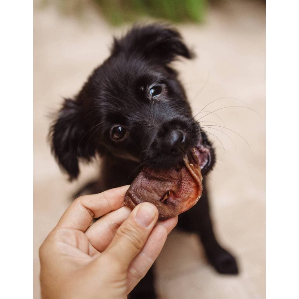 Mordedor Mastigável Pet Para Cachorros Focinho Suino Luv Petisco 150G