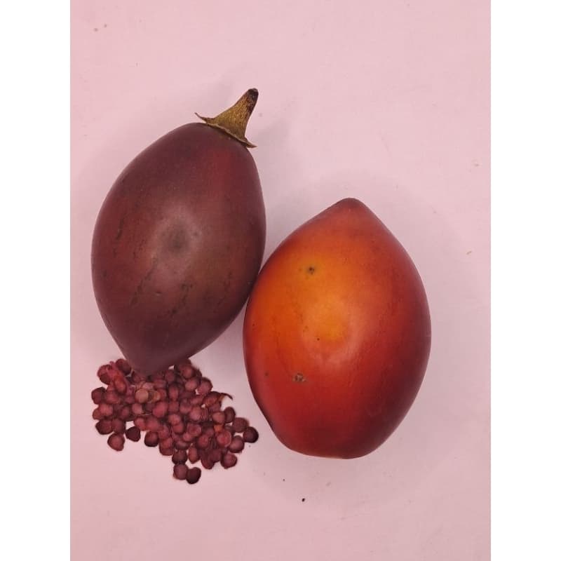 Sementes de Tamarilo Amarelo,  tomate de árvore, tomate japonês, Solanum betaceum e 5 grs folhas para chá aleatório.