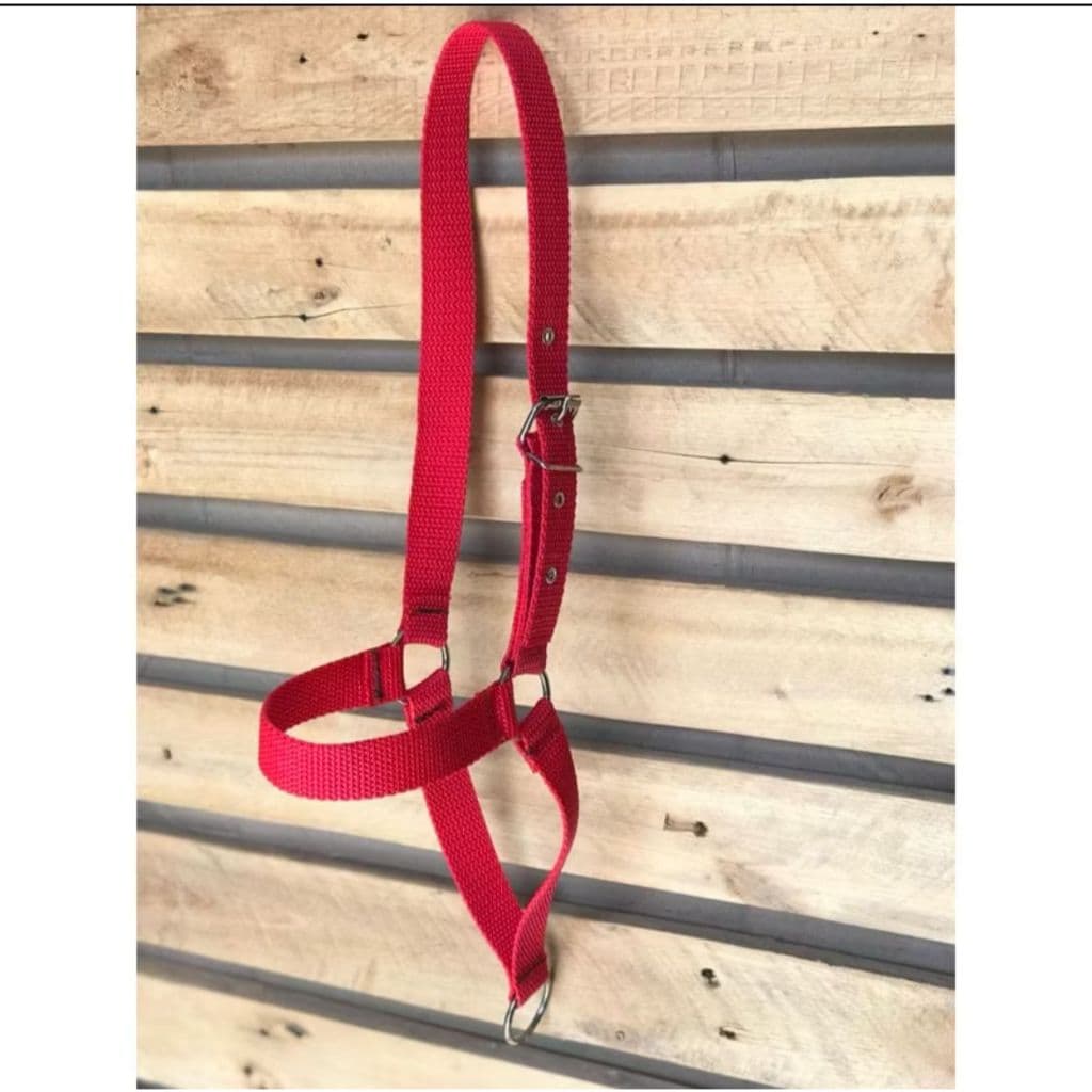 Cabresto Nylon Para Vaca Bode Bezerro Alta Qualidade Resistente Envio Imediato Menor Preço