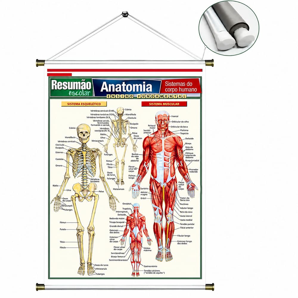 Banner em Lona Anatomia Corpo Humano Arte Pronta Escola 80x60